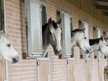 Paarden te koop