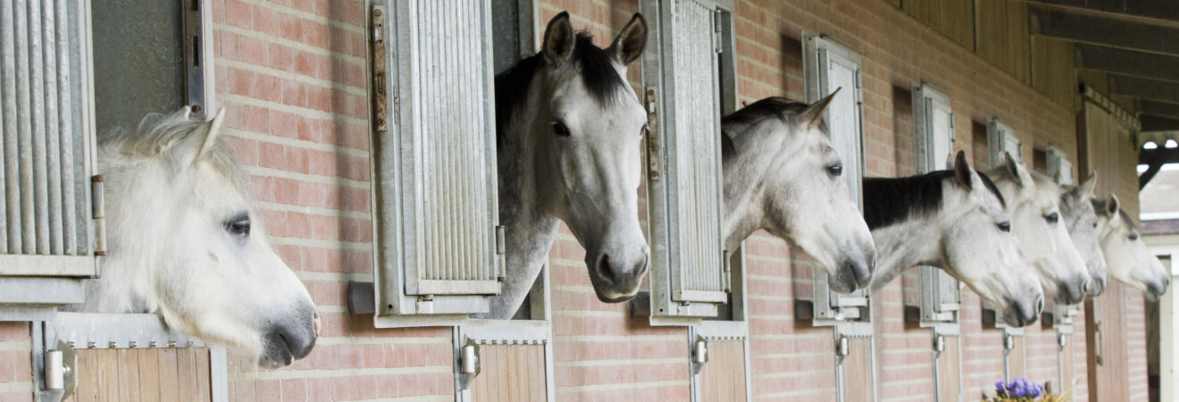 Paarden te koop